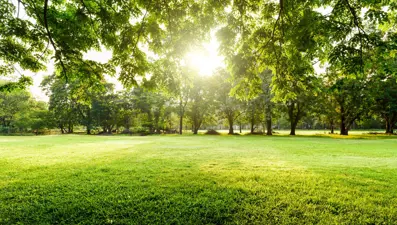 2021’de rekor ağaç kaybı