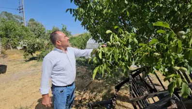 Bu yıl rekor düzeye ulaşması bekleniyor: 200 binden fazla var