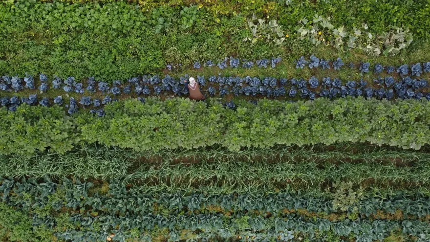 10 dönüm arazide tek başına 14 çeşit yetiştiriyor: İlçede siparişlere yetişemiyor 4