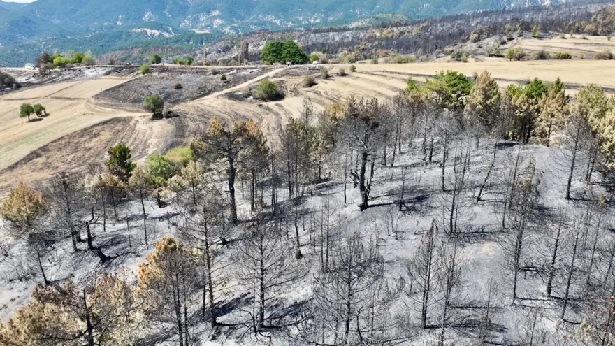 Alevlertüm köyü sardı, köylüler asırlık ağacı korumak için seferber oldu 3