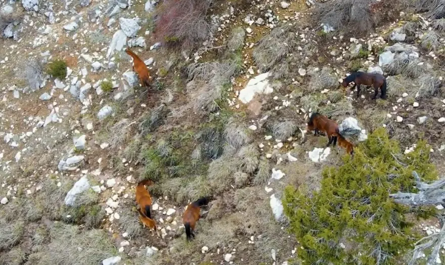 Burdur'da yılkı atları drone ile görüntülendi 1 Burdur'da yılkı atları drone ile görüntülendi 1