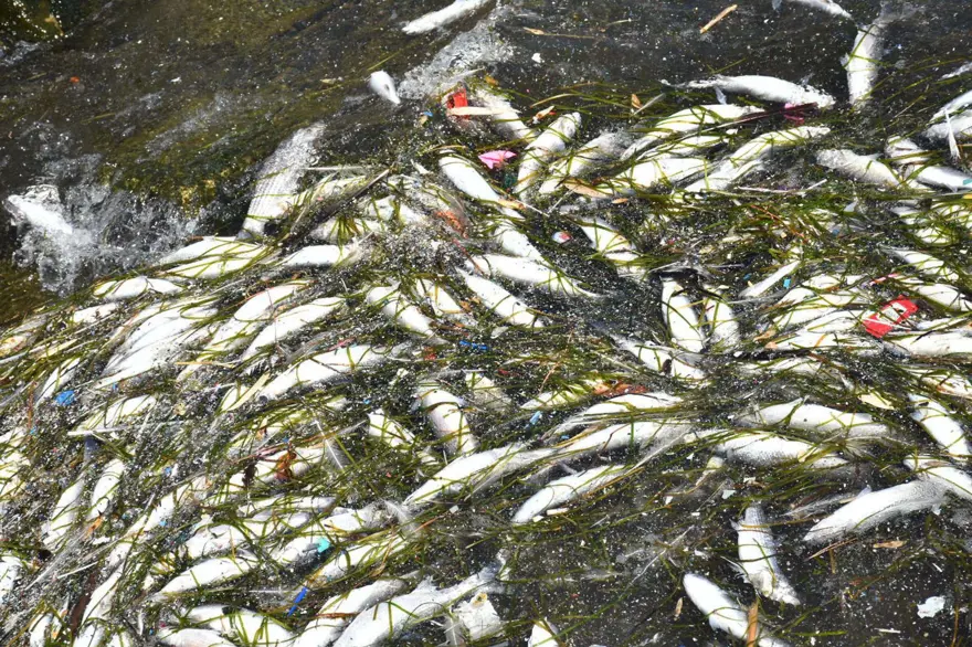 İzmir Körfezi'nde endişelendiren görüntü: Balık ölümleri başladı 