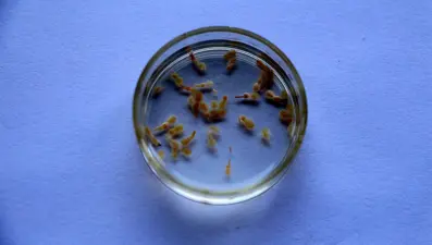 Ölümcül parazitin ismini Adana koydular