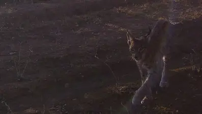 Bozkırın saklı yüzü! Kırıkkale'de yaban hayvanlarının doğal yaşamı kameraya yansıdı