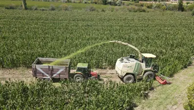 Bereketli topraklarda üretimi her yıl artıyor: Besiciye kazanç sağlıyor