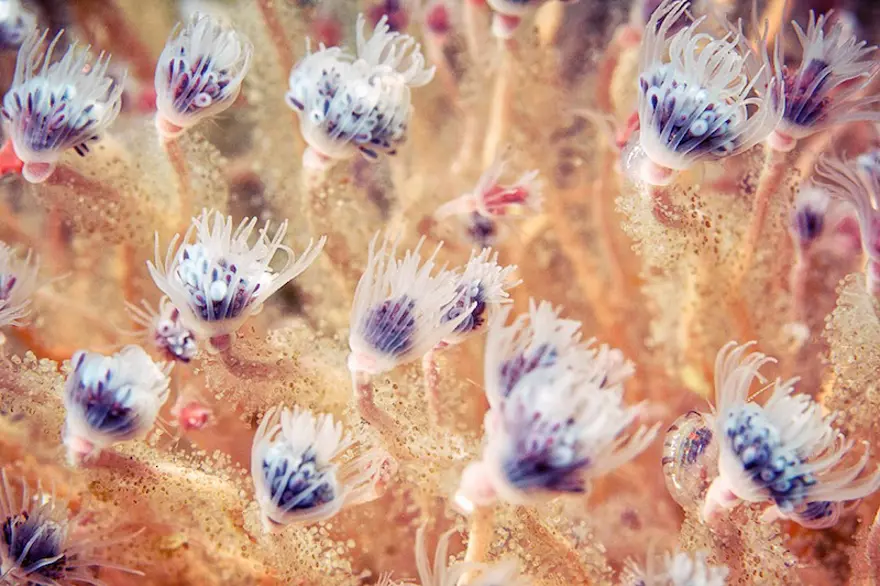 Beyaz Deniz'in harikaları 118