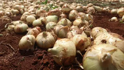 Hatay&#x27;da soğan hasadı başladı, rekolte çiftçinin yüzünü güldürdü: Tarlada kilosu 15-20 TL