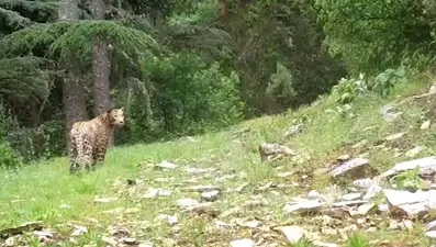 Anadolu leoparı yeniden görüntülendi: "Efsane bu kadim topraklarda"