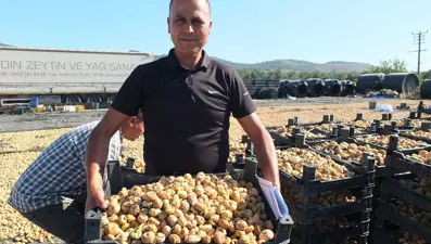 Balıkesir’de hasat başladı: Çin ve Rusya'ya ihraç ediliyor