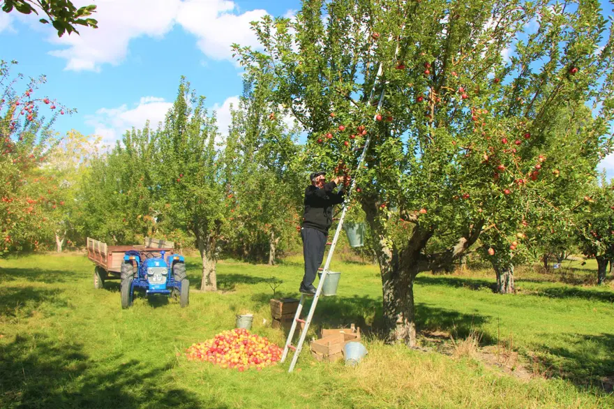 Dallar 2 yıldır boştu. Bu sene 6 bin 500 ton ürün bekleniyor