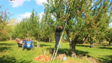 Dallar 2 yıldır boştu. Bu sene 6 bin 500 ton ürün bekleniyor