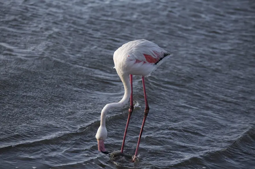 Afrika sahillerinde bir flamingo cenneti: Walvis Bay Lagünü 10