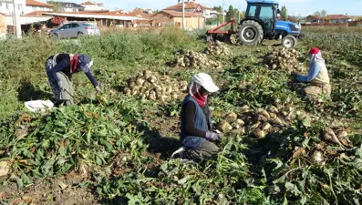 Söküm mesaisi başladı: Tarladan fabrikaya gönderiliyor