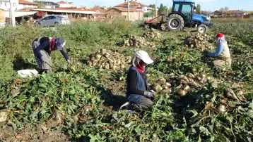 Söküm mesaisi başladı: Tarladan fabrikaya gönderiliyor