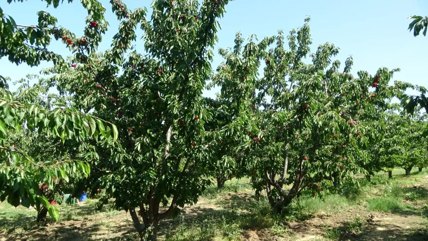 Çay bardağına bile sığmıyor: Hasadı başladı 2