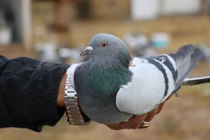 Değeri yarım milyondan fazla: Yurt dışından bile talep görüyor 1