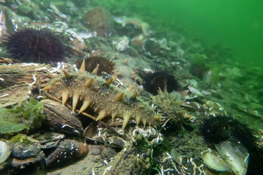 "Japon deniz hıyarı"nın popülasyonu artıyor! 1200 çeşidi var, İzmit Körfezi'nde görüldü 5