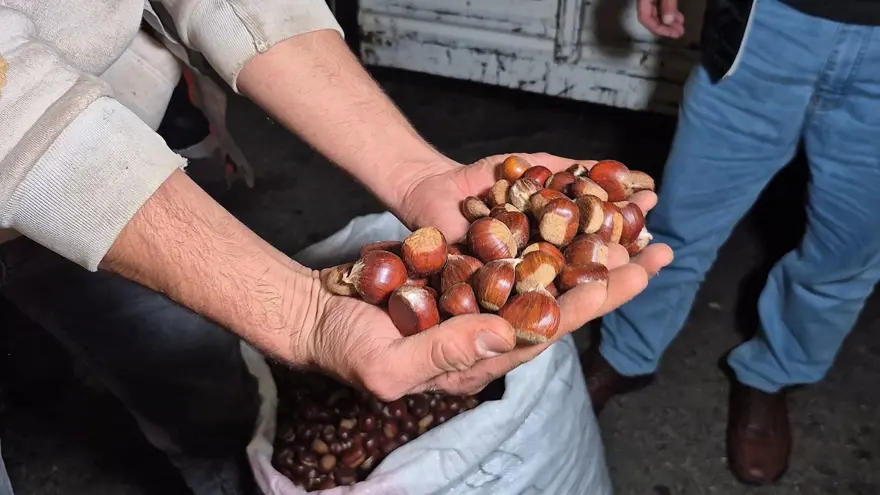 Bir çuvalı 22 bin TL'ye satıldı: 2 kişi 5 günde toplamış 3