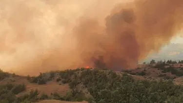 Adana'da orman yangını