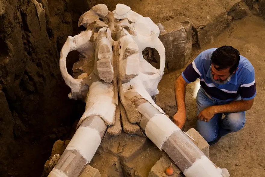 14 bin yıllık mamut fosili bulundu 7