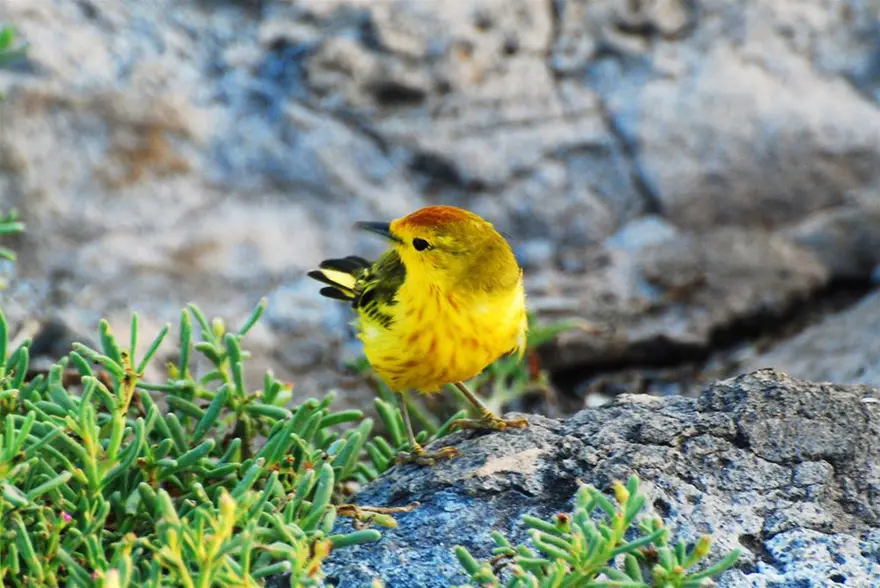 Darwin'in adasından kaçıyorlar 14