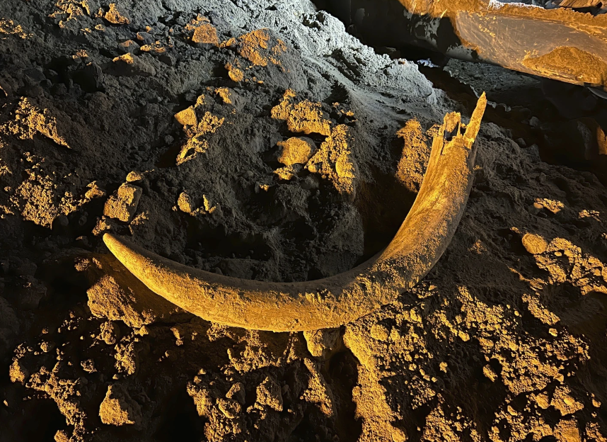Kuzey Dakota'daki kömür madencileri binlerce yıldır gömülü olan mamut dişini ortaya çıkardı