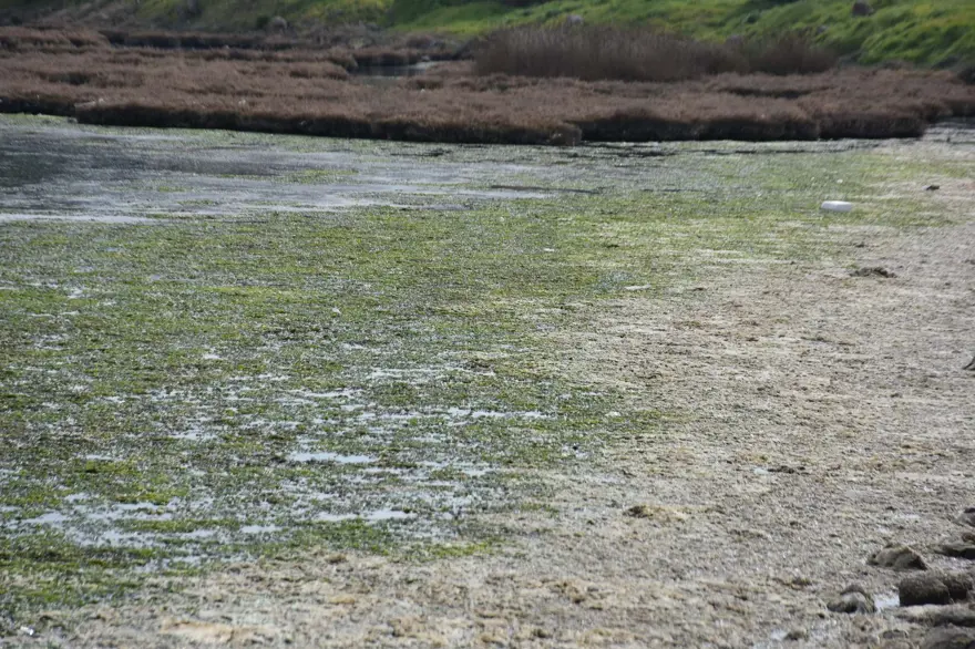 Çakalburnu Lagünü için kritik deniz marulu uyarısı: Son 2 yıldır marullar hiç kalkmadı 9 Çakalburnu Lagünü için kritik deniz marulu uyarısı: Son 2 yıldır marullar hiç kalkmadı 9