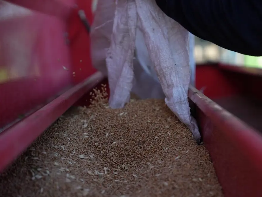 En eski buğday türlerinden biri: Artık Düzce topraklarında yetişecek 2 En eski buğday türlerinden biri: Artık Düzce topraklarında yetişecek 2