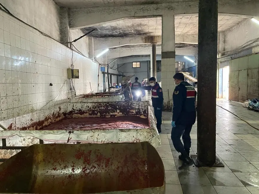 Besi çiftliğinde insan sağlığına aykırı salça üretimi 3 Besi çiftliğinde insan sağlığına aykırı salça üretimi 3