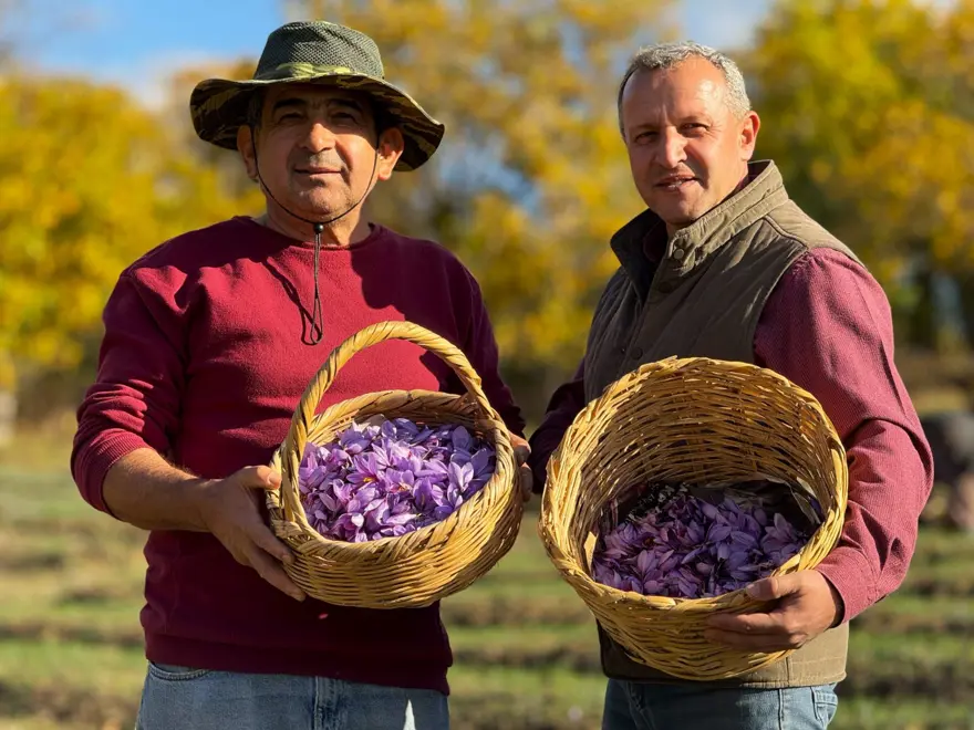 Dünyanın en pahalısı: Toplanıp tek tek ayıklanıyor, 1 kilosu 600 bin TL 5