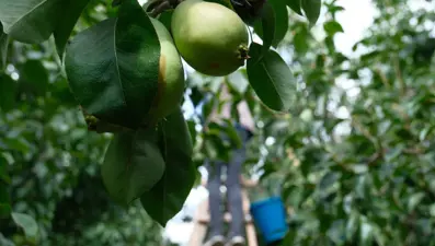 Avrupa İtalya'dan değil, Bursa'dan yiyor: Hasat 20 gün daha sürecek