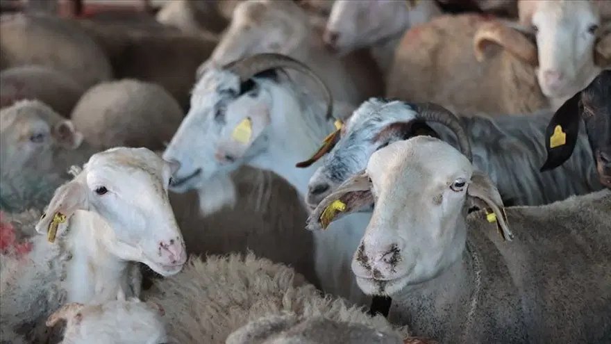 Kurban Bayramı ne zaman? Bayram tatili 9 gün mü olacak? Gözler hükümete çevrildi 3