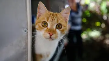 AB, kedi ve köpekler için ortak kurallar getiriyor