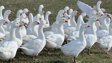 Kars sofralarının vazgeçilmezi: Fiyatı 5 bin liradan başlıyor