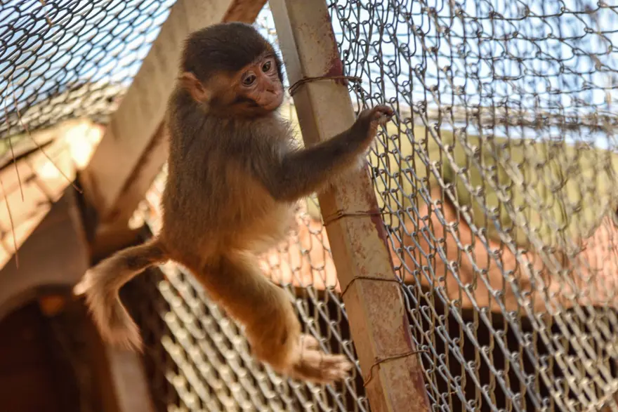 Koli içinde bulunmuştu: "Fıstık"a Antalya havası yaradı 5