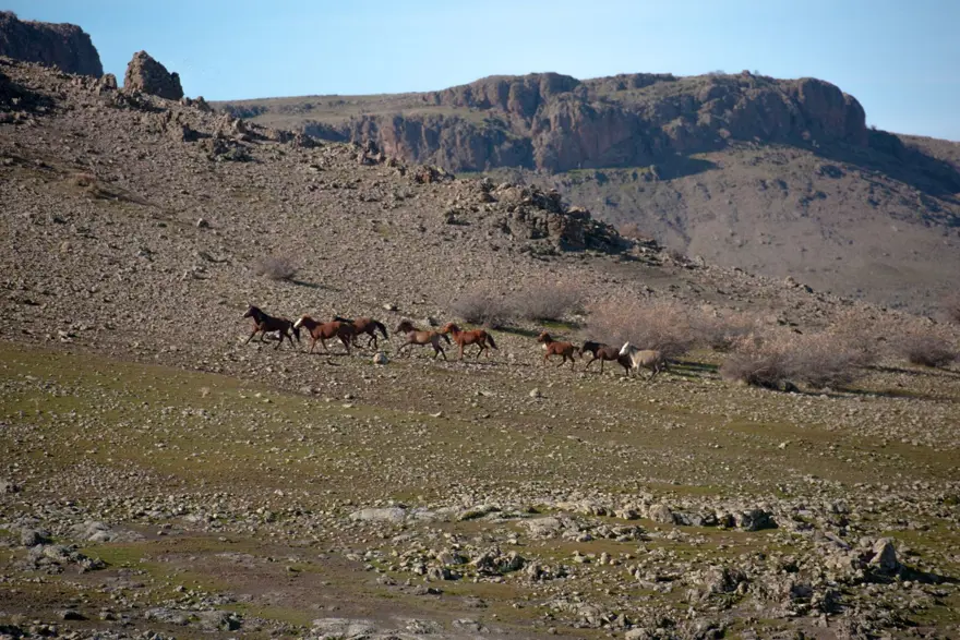 Tunceli'de karlı dağlardan inen yılkı atları, görsel şölen oluşturdu 5