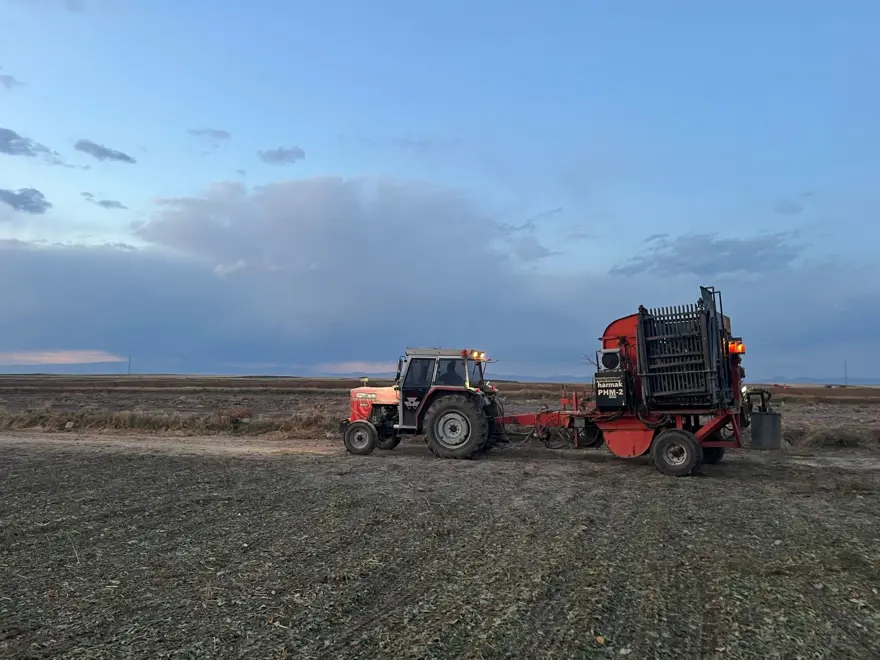 Gece gündüz tarladalar: Toplamak için zamanla yarışılıyor 4