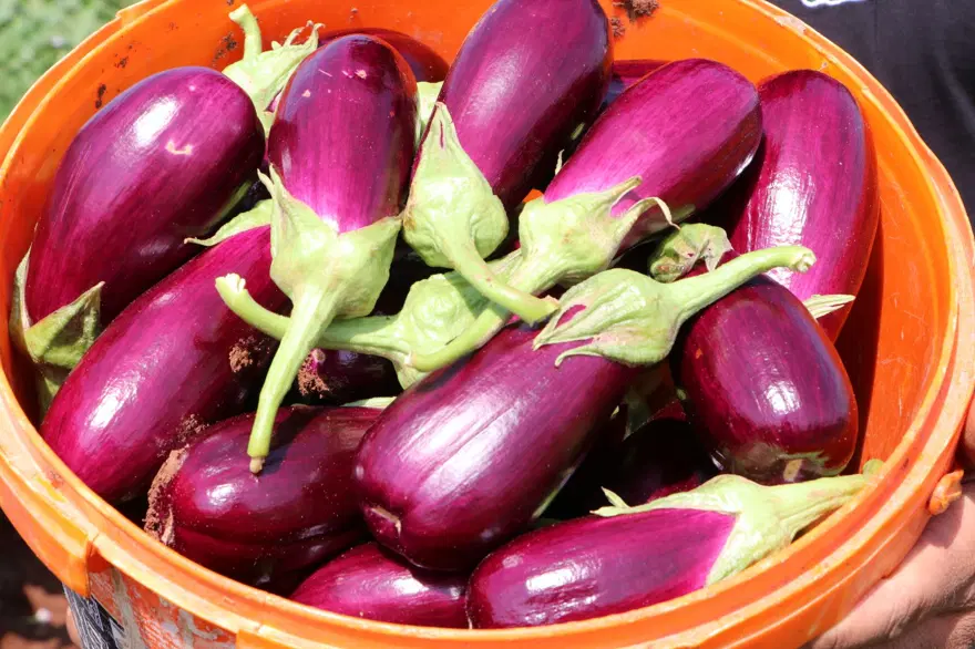 "Zabaran" hasadı başladı: Köyün eski isminden geliyor 4