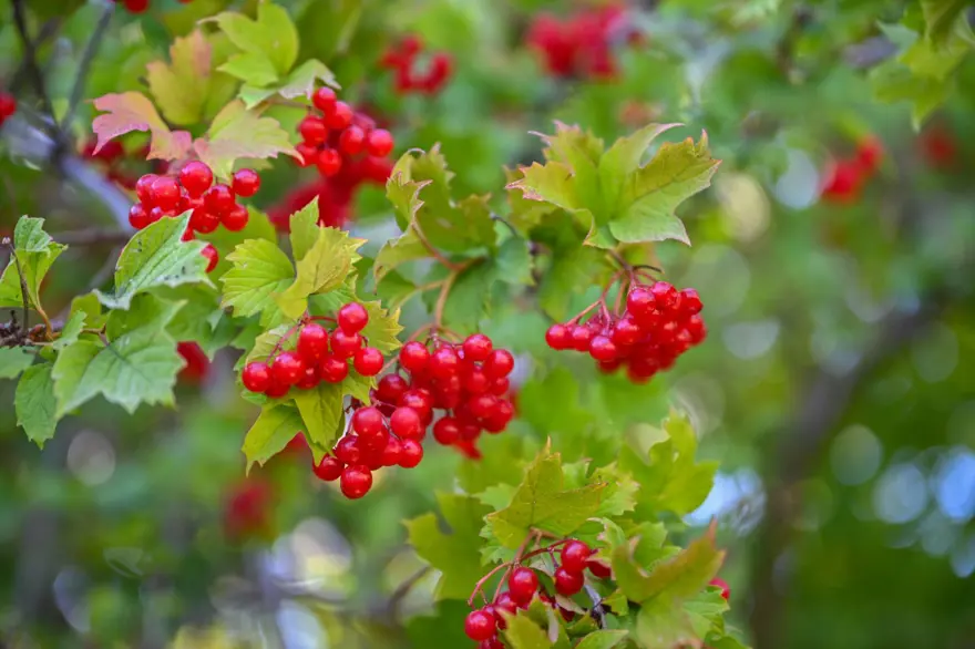 Gilaburu için sıraya giriyorlar: Masrafı yok, doğada kendiliğinden yetişiyor 1
