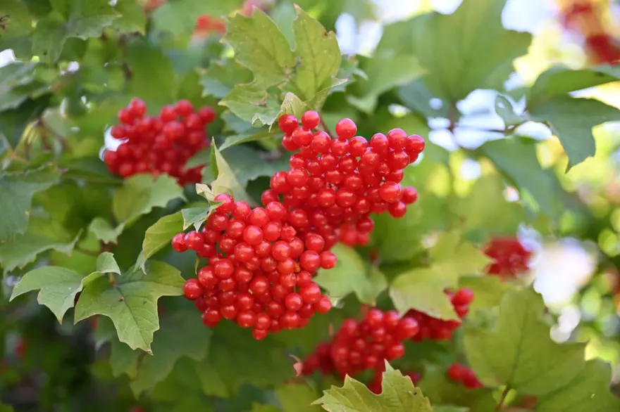 "KAYSERİ'NİN GİLABURUSU ÜNLÜ" 4