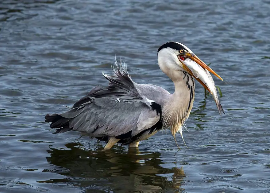 Fotoğraf tutkunu cumhuriyet savcısı 358’inci kuş türünü belgeledi 6