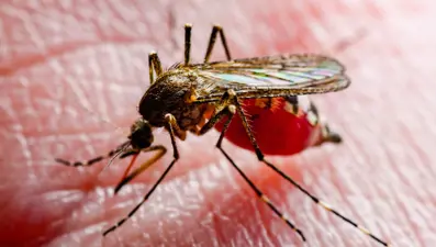 Sivrisinek ısırığı ile bulaşıp öldürüyor! Aşısı da yok tedavisi de...