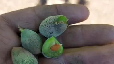 Malatya'da kayısı bahçelerinde don zararı