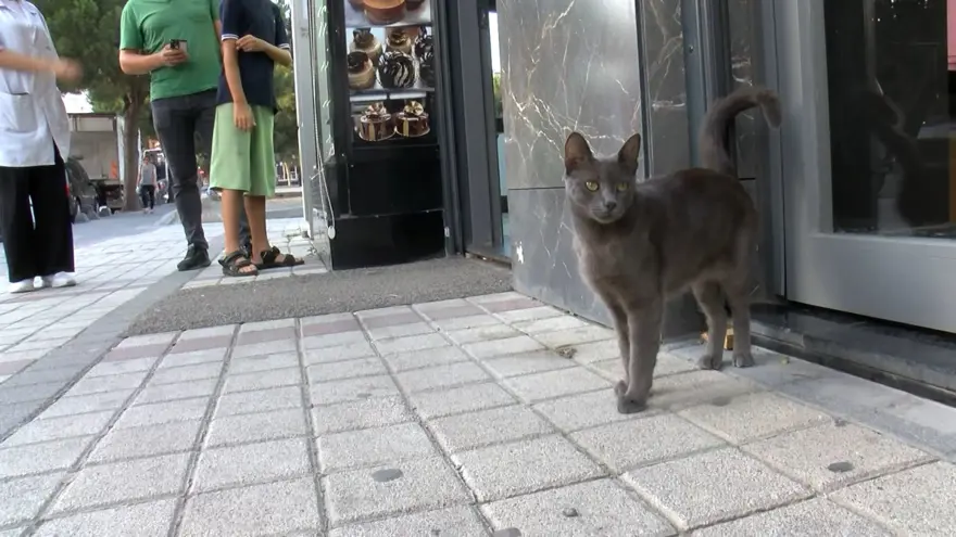 Bağcılar'da kedi, Sibirya kurduna saldırdı 9