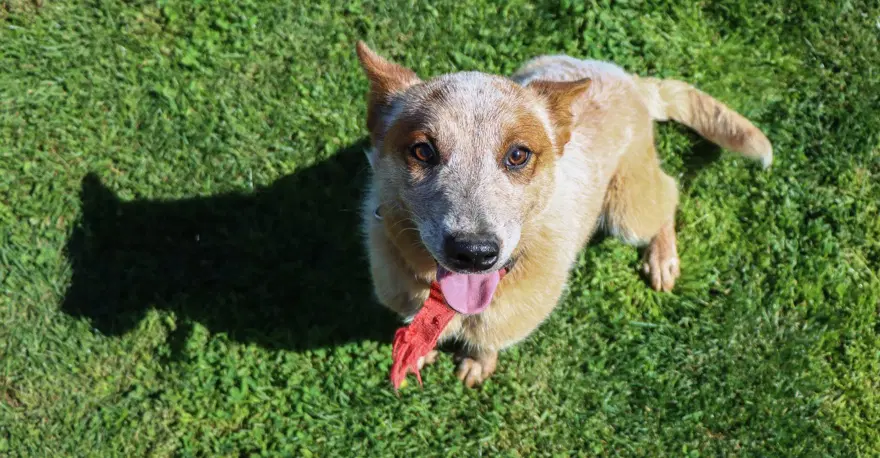 Kedi köpek otelinde bayram yoğunluğu 5 Kedi köpek otelinde bayram yoğunluğu 5