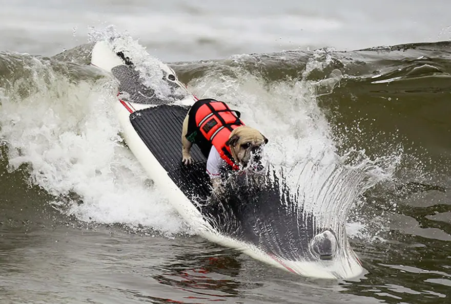 Sörfçü köpekler yarıştı 9
