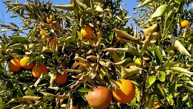 Narenciye bahçelerini don vurdu