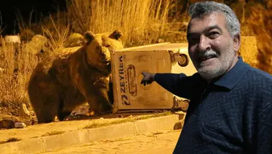 Dünyada tek göç edebilen ayı türü: Sarıkamış'ta çöpten beslenirken görüntülendi