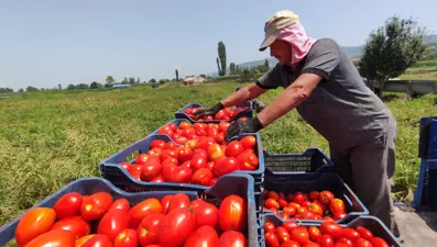 Salçalık domates tarlada 50 kuruş, salçanın kilosu ise markette 12 lira