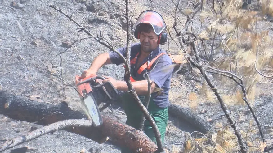 Heybeliada&#x27;da 1700 ağaç yandı: Yeşillendirme çalışması başladı 4